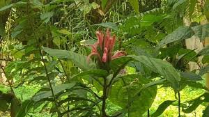 Image result for Justicia carnea