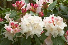 Rhodie I Have Pinning To Remember Rhododendron Loderi King George Loderi King George Rhododendron Mi White Flowering Shrubs Rhododendron Showy Flowers