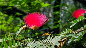 Image result for Fabaceae subfamily Caesalpinioideae