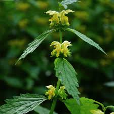 Image result for Lamium galeobdolon