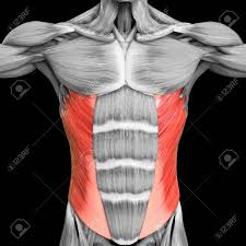 If the back is not straight, the therapist often ends up pushing with the upper body instead of using the more effortless feeling of transferred weight. 3d Illustration Concept Of Human Muscular System Torso Muscles Stock Photo Picture And Royalty Free Image Image 151485146
