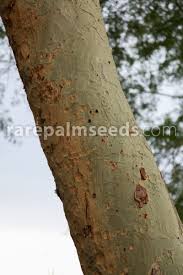 Image result for Acacia xanthophloea