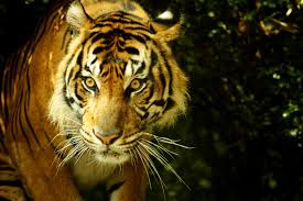 Sumatra Wildlife Animals And Birdlife In Indonesia Wild Sumatra