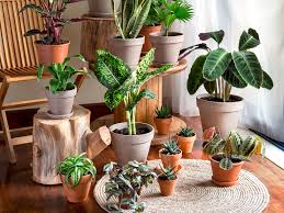 Houseplant, any plant adapted for growing indoors. Your Houseplants Are Judging You The New Yorker