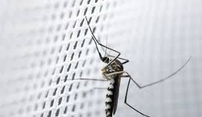 Maybe you would like to learn more about one of these? Anti Moustique Naturel Solutions Repulsifs Moustiques Cote Maison