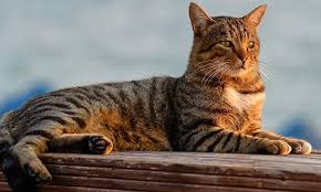 Kedi Cinsleri