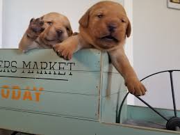 We specialize in superior quality akc english fox red (very dark yellow) labrador pups. Labrador Retriever Puppies For Sale Tracy Ca 315766