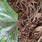 Image result for Lagenaria breviflora