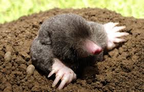 How to remove yard moles. Mole Control Trapping Removal Service