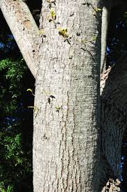 Image result for Neocussonia umbellifera