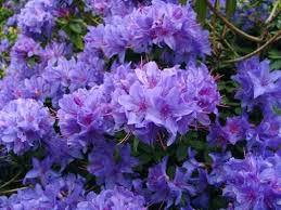 You are feeling good about some accomplishment or recognition for your hard. Purple Azalea Images Azalea Flower Azaleas Landscaping Dream Garden Flowers