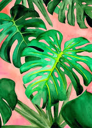Monstera Deliciosa Original Watercolor Painting Plant Lady Plant Mama Plant Parent Tropica Plant Art Plant Painting Tropical Art