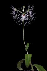 Image result for Habenaria macrandra