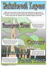 Rainforest Layers Rainforest Activities Rainforest Classroom Rainforest Project