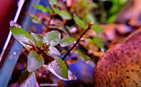 Image result for Nesaea ramosa