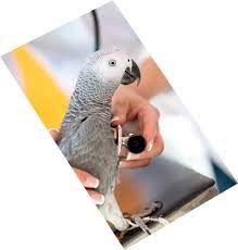 Birds need cages big enough for them to spread their wings and move around. Home Al Rawdah Veterinary Clinic