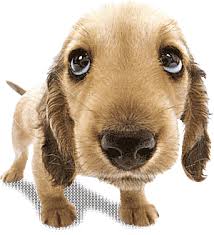 Dogs Animated Images Gifs Pictures Animations 100 Free