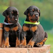 Find out who the best breeders near you are. 5 Things To Know About Doberman Pinscher Puppies Greenfield Puppies