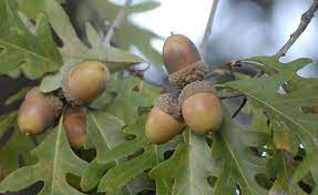 But, if you're simply shopping for an accent or feature tree, you may want to consider a majestic oak tree or grand magnolia tree. Understanding And Planting Oak Trees Mossy Oak