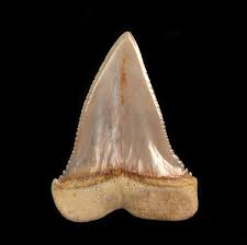 Unfollow great white shark teeth to stop getting updates on your ebay feed. Great White Shark Teeth For Sale Buriedtreasurefossils