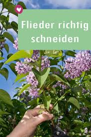 Alles Zur Pflege Und Zum Schneiden Von Flieder Flieder Garten Container Gardening Container Gardening Flowers In 2020 Orchid Care Plant Care Container Gardening