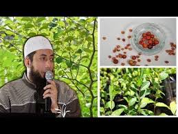 Baik untuk di minum maupun di makan langsung, daging buahnya yang kaya akan nutrisi menyumbangkan kebaikan bagi kesehatan. Manfaat Daun Buah Bidara Tanaman Surga Yang Tumbuh Juga Di Dunia Youtube Tanaman Daun Buah