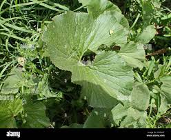 Image result for Gunnera perpensa