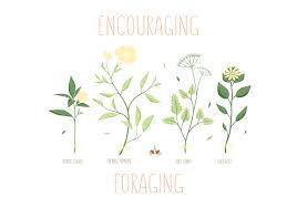 Foraging Spring Herb Vectors Vector Free Herbal Plants Icon Set Vector