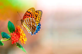 Image result for animated butterflies wallpaper