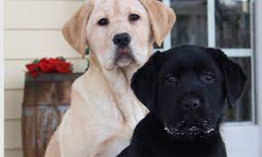 Labrador retrievers are classified as medium to large dogs. Home Michigan Elite Labradors