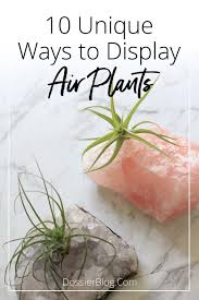 The rest of the time, water it every 5 days if the air is dry or every 10 days in. 10 Unique Ways To Display Air Plants Dossier Blog