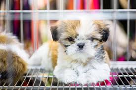 For 40 years we have been doing just that. England Aims To Ban Sale Of Puppies And Kittens At Pet Stores