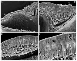Image result for Lotus mlanjeanus
