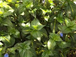 Image result for Rungia