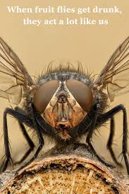Birds Do It Bees Do It Even Educated Fleas Do It Song Pin On Animals