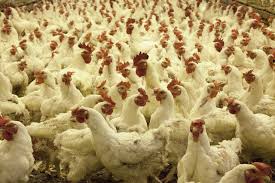 We did not find results for: Ratusan Ayam Dan Bebek Di Gorantalo Utara Ditemukan Mati Mendadak Diduga Karena Penyakit Thethelo Pikiran Rakyat Depok