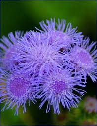 Ageratum Annual Flowers Flowers Plants