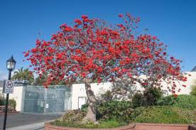 Image result for Erythrina × coddii