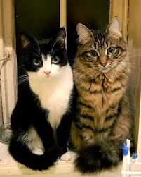 A cat with a tortoiseshell coat. The Color Of Your Cat And Her Personality Cattime Cats Cute Cats And Kittens Cute Animals