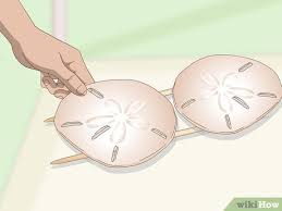 Proper shading for the various objects is critical to draw reality to the images. How To Paint Sand Dollars With Pictures Wikihow