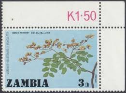 Image result for Julbernardia paniculata