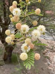 Image result for Acacia kirkii