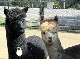 Alpaca Colors Diecinueve Co