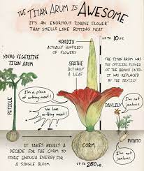 Corpse Flower Life Cycle Best Flower Wallpaper
