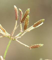 Image result for Cyperus tenuispica
