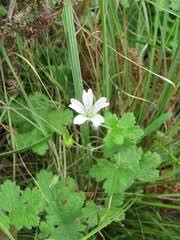 Image result for Sisyranthus imberbis