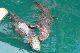 The congo river is a river in africa and the world's deepest river with measured depths in excess of 220 m (720 ft).2 it is the second largest. Filming On The Congo River Video And Film Production Companies