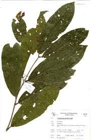 Image result for Combretum psidioides