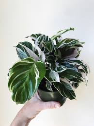 Pin Oleh Shelby Muntis Di Green Thumb