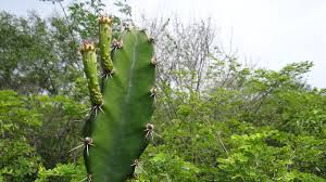 In addition to the wildlife, many of the cacti, shrubs, trees and other plant species are endemic, or found nowhere else in the world. Triangle Cactus Plants Of Isla San Jose Guanacaste Conservation Area Inaturalist